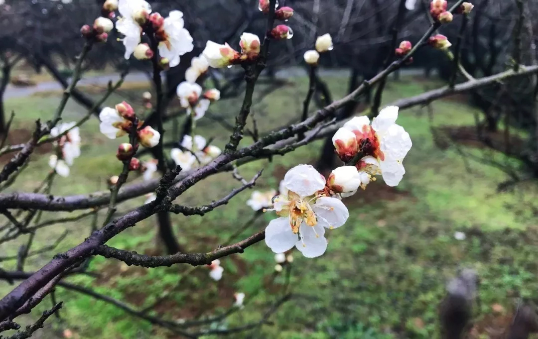 冬日里，你要去光福走走的几个理由