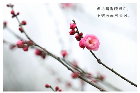 春至未至，苏州香雪海梅花节来袭啦！