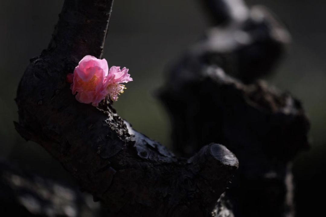 春至未至，苏州香雪海梅花节来袭啦！