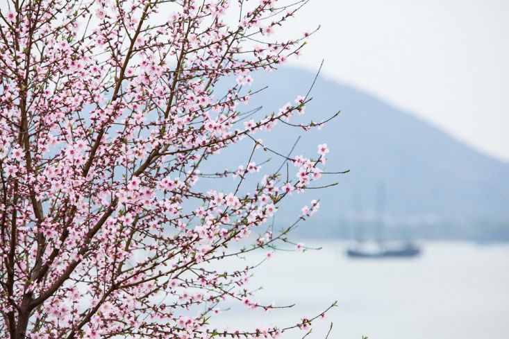 春至未至，苏州香雪海梅花节来袭啦！