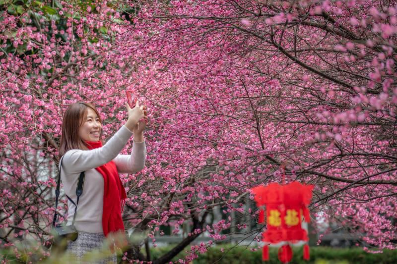 春至未至,苏州香雪海梅花节来袭啦!