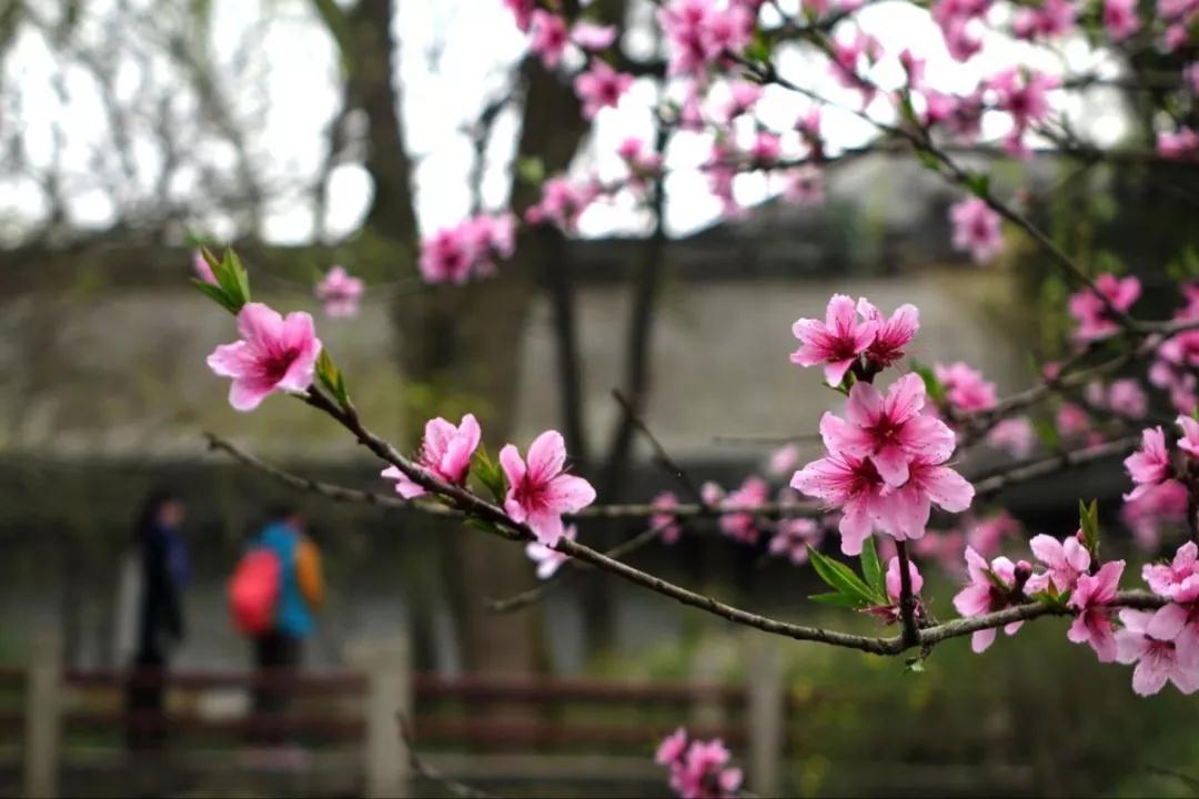 不负百花芳菲日，春日踏青正当时，春游去这些地方就对了！