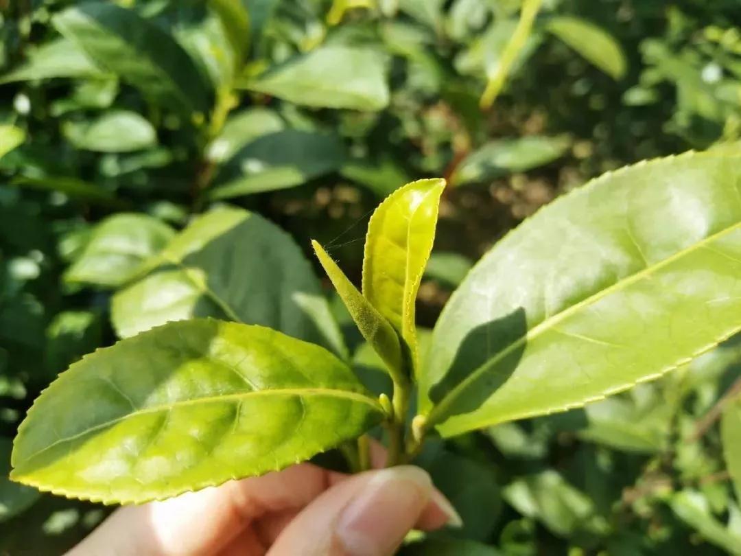 阳春三月去哪里？“都挺好”明玉带你去喝茶，约吗！