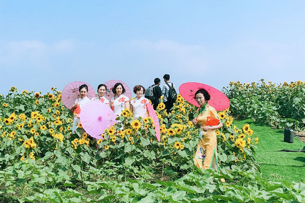 2019太湖园博向阳花旅游节正式开幕