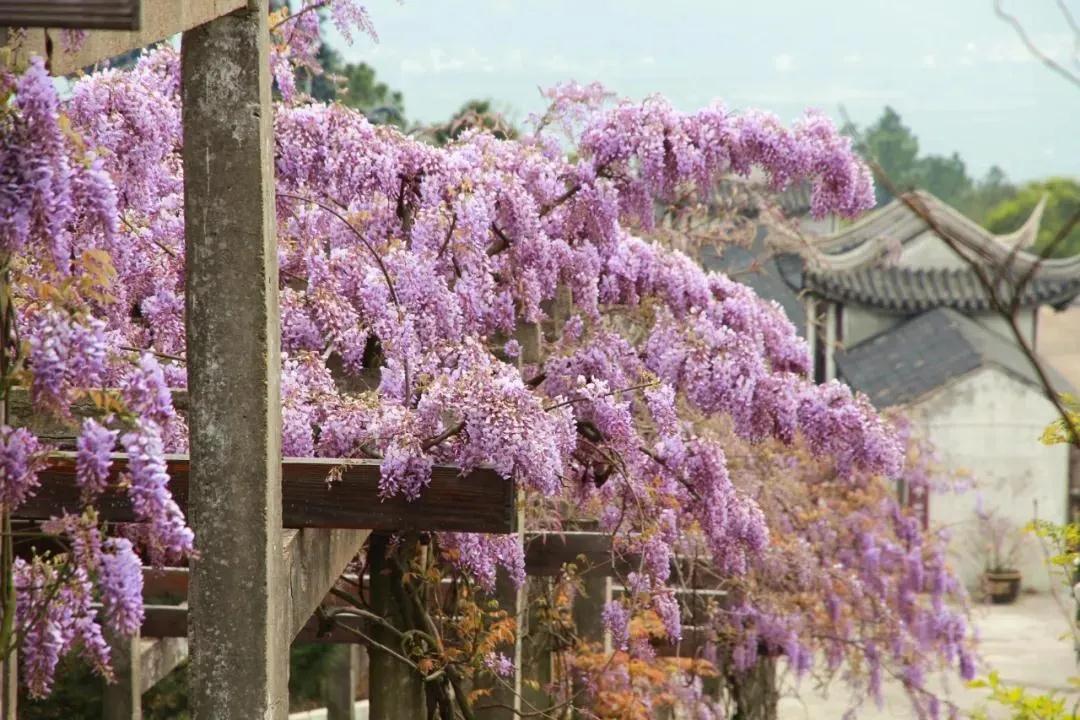 悦享太湖 | 紫藤花开，就在这人间四月天