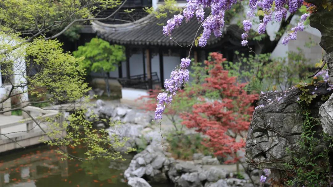 悦享太湖 | 紫藤花开，就在这人间四月天