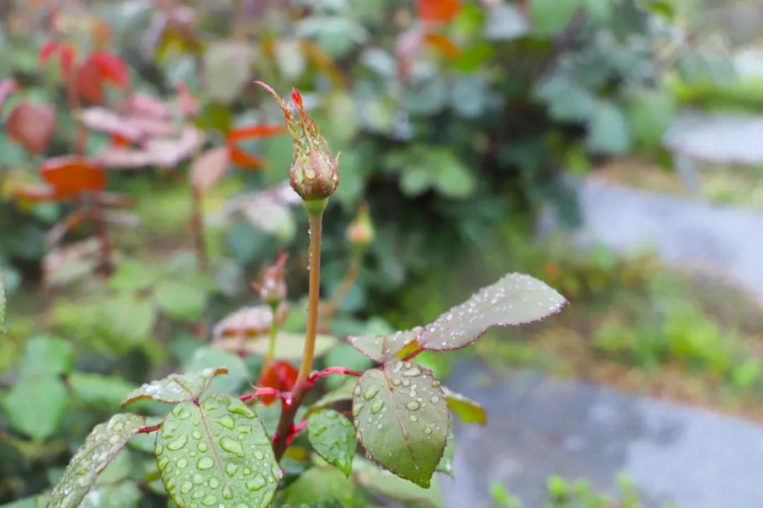 月季长花苞正当时，准备来张桥月季花主题公园一睹芳容吧！