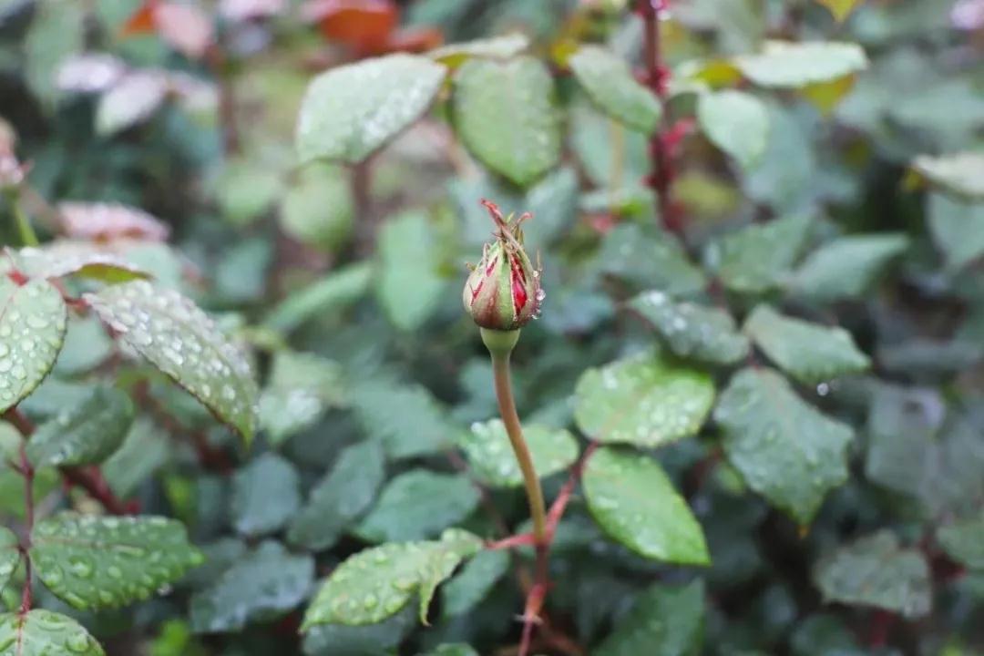 月季长花苞正当时，准备来张桥月季花主题公园一睹芳容吧！