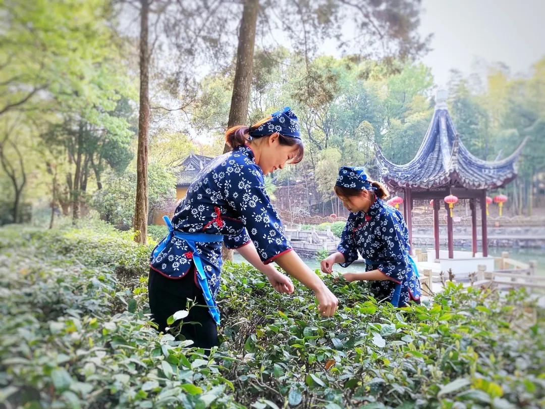 【登高踏青】莲花峰风光无限，天池山凤吟鸾吹，更有“姑苏一绝”等你来探秘！