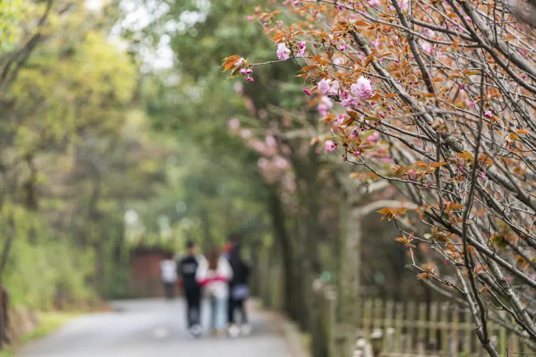 赠君一枝柳，留下穹窿的春天