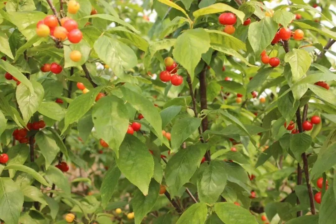 赏美景、品美食、住美宿，“五一”假期寻梦吴中山水间！