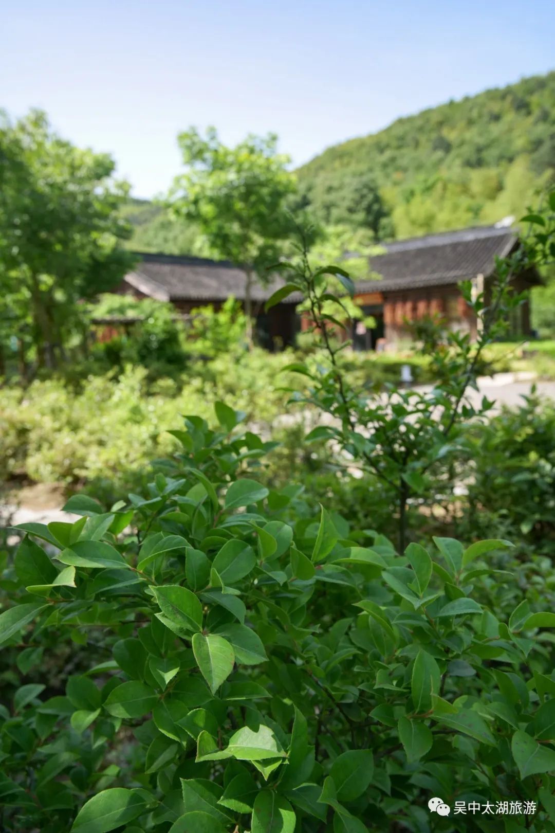 初夏一碗乌米饭，人间有味是清欢