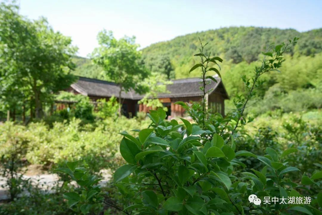 初夏一碗乌米饭，人间有味是清欢