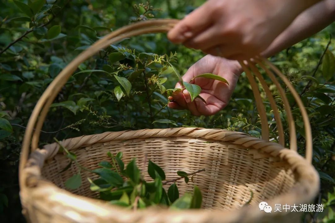 初夏一碗乌米饭，人间有味是清欢