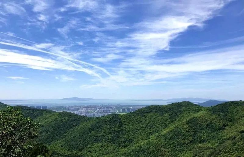 初夏一碗乌米饭，人间有味是清欢