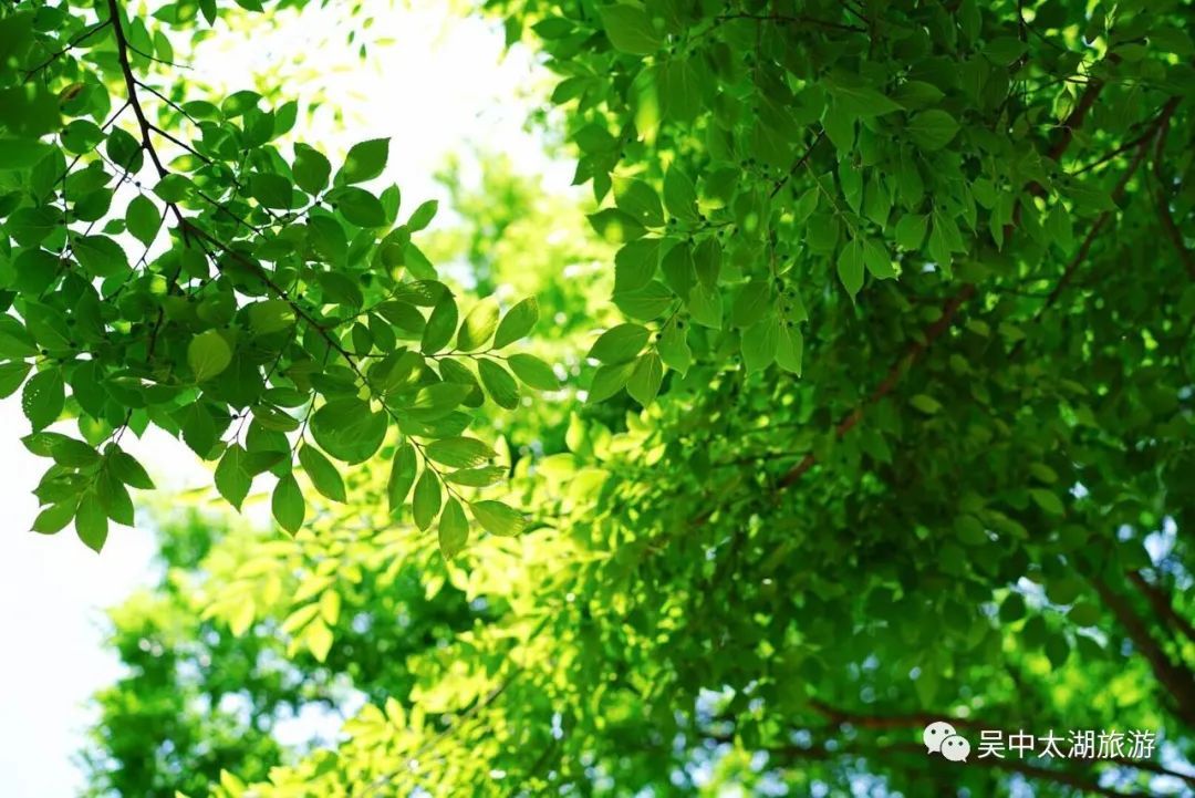 初夏一碗乌米饭，人间有味是清欢