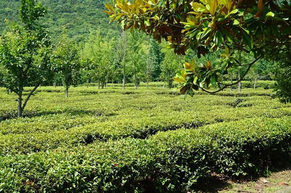 活动回顾丨在旺山遇见夏日的美好！