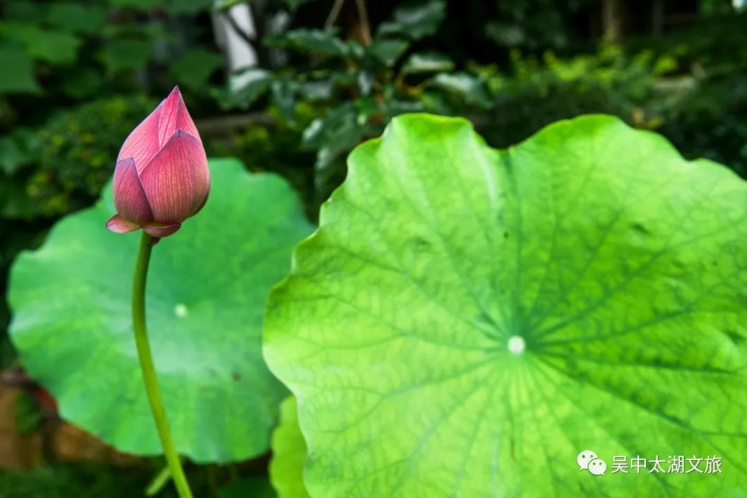 喜乐吴中丨这个夏日，想“荷”你约一桌荷花宴