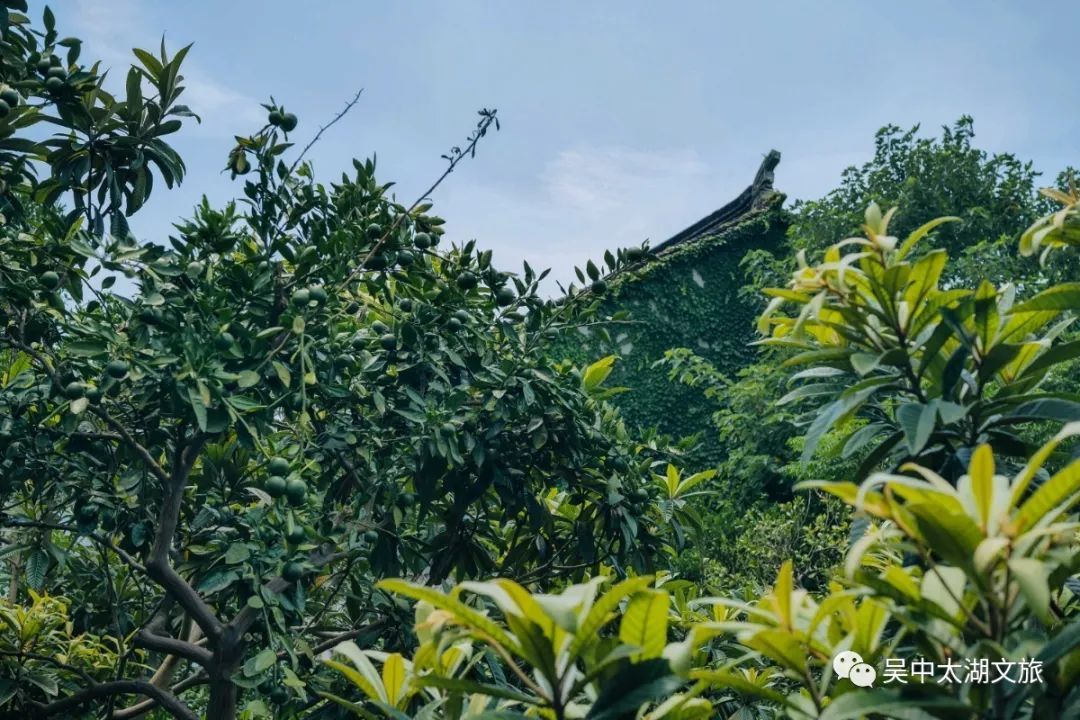 有一种夏天叫“躲”进百年村落