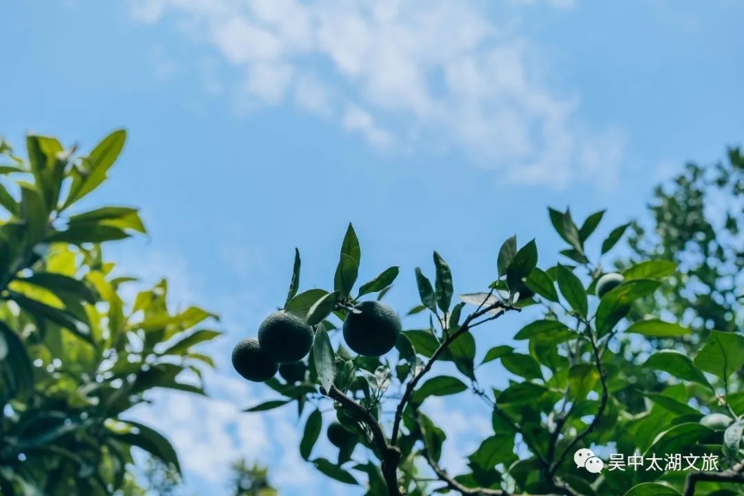 有一种夏天叫“躲”进百年村落