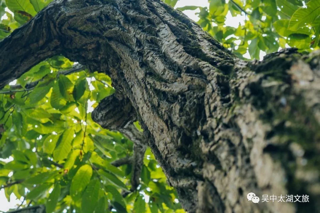 有一种夏天叫“躲”进百年村落