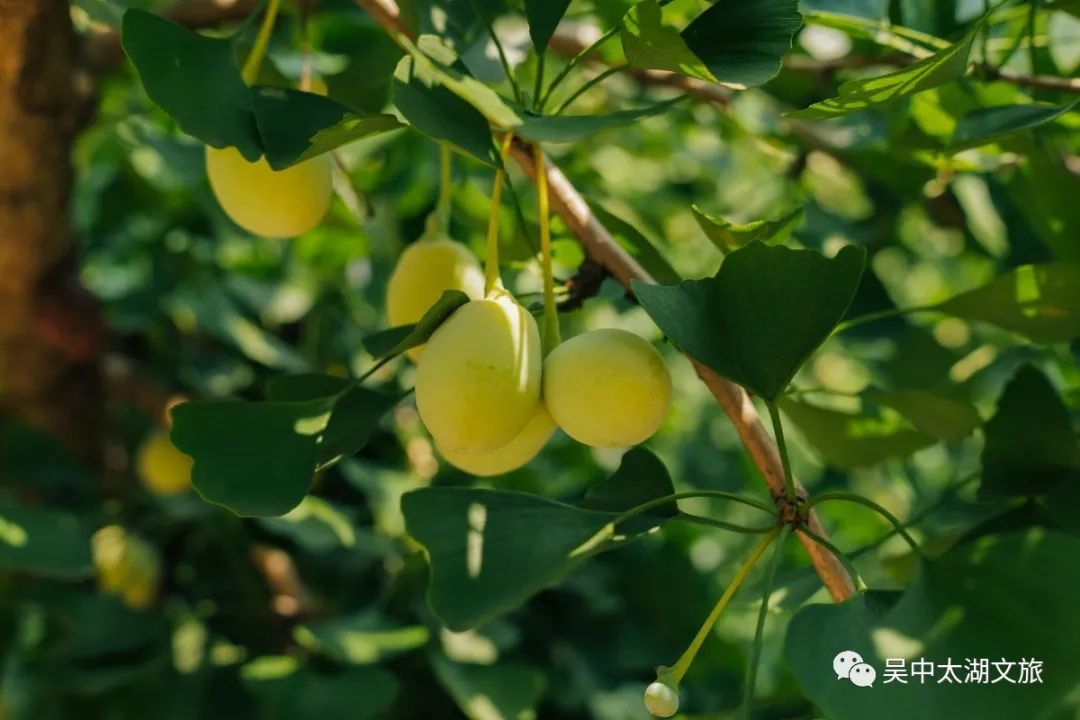 有一种夏天叫“躲”进百年村落