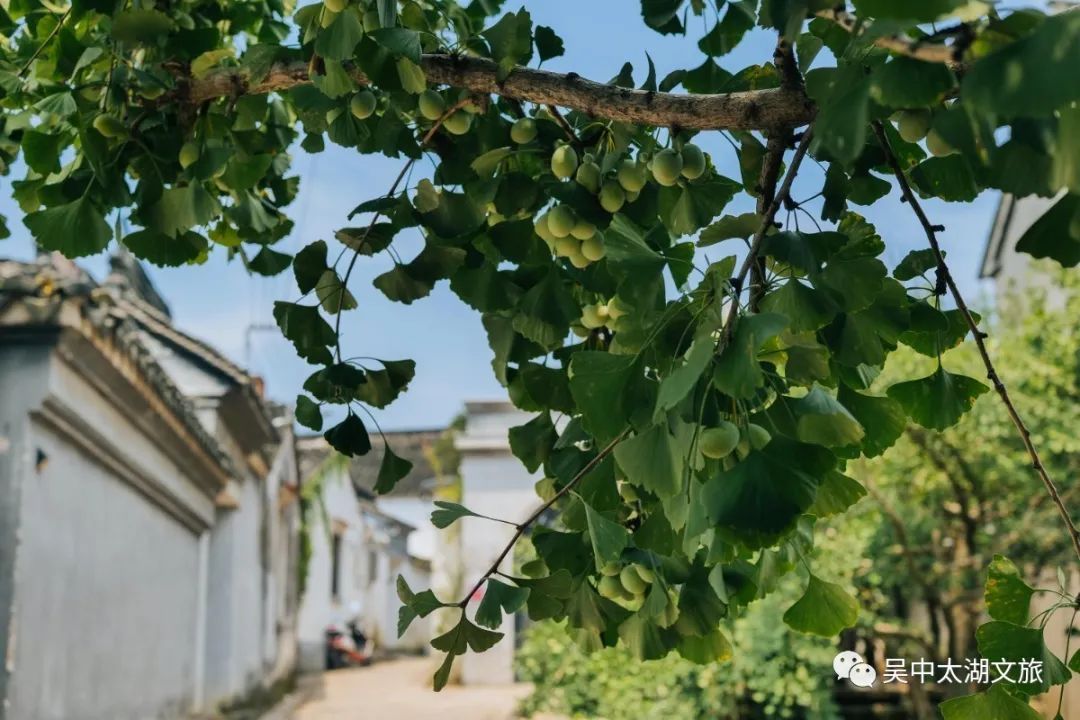 有一种夏天叫“躲”进百年村落