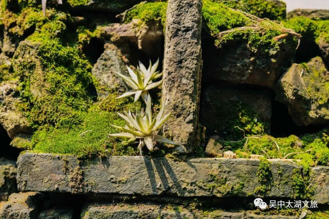 有一种夏天叫“躲”进百年村落