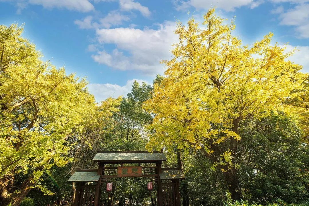 穹窿山景区惊现“大圣”，逍遥快活来巡山