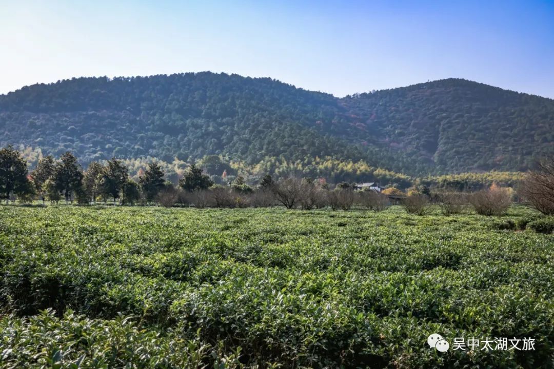 离尘不离城，这里有你向“旺”的生活