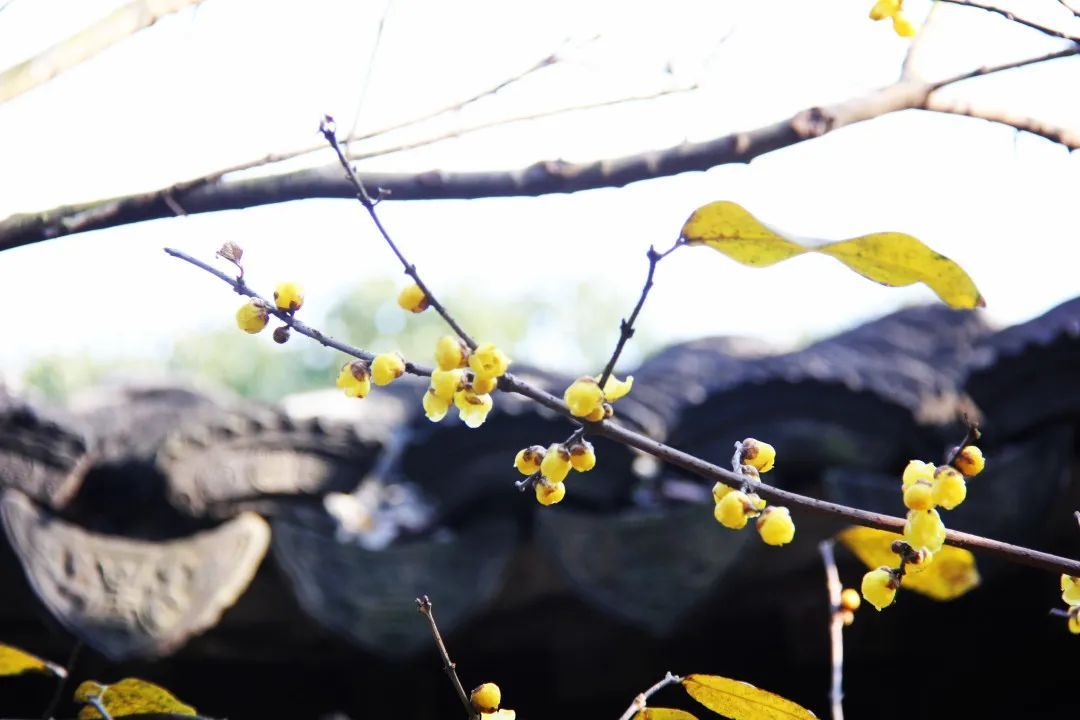 打卡穹窿山，冬日韵味尽在其中