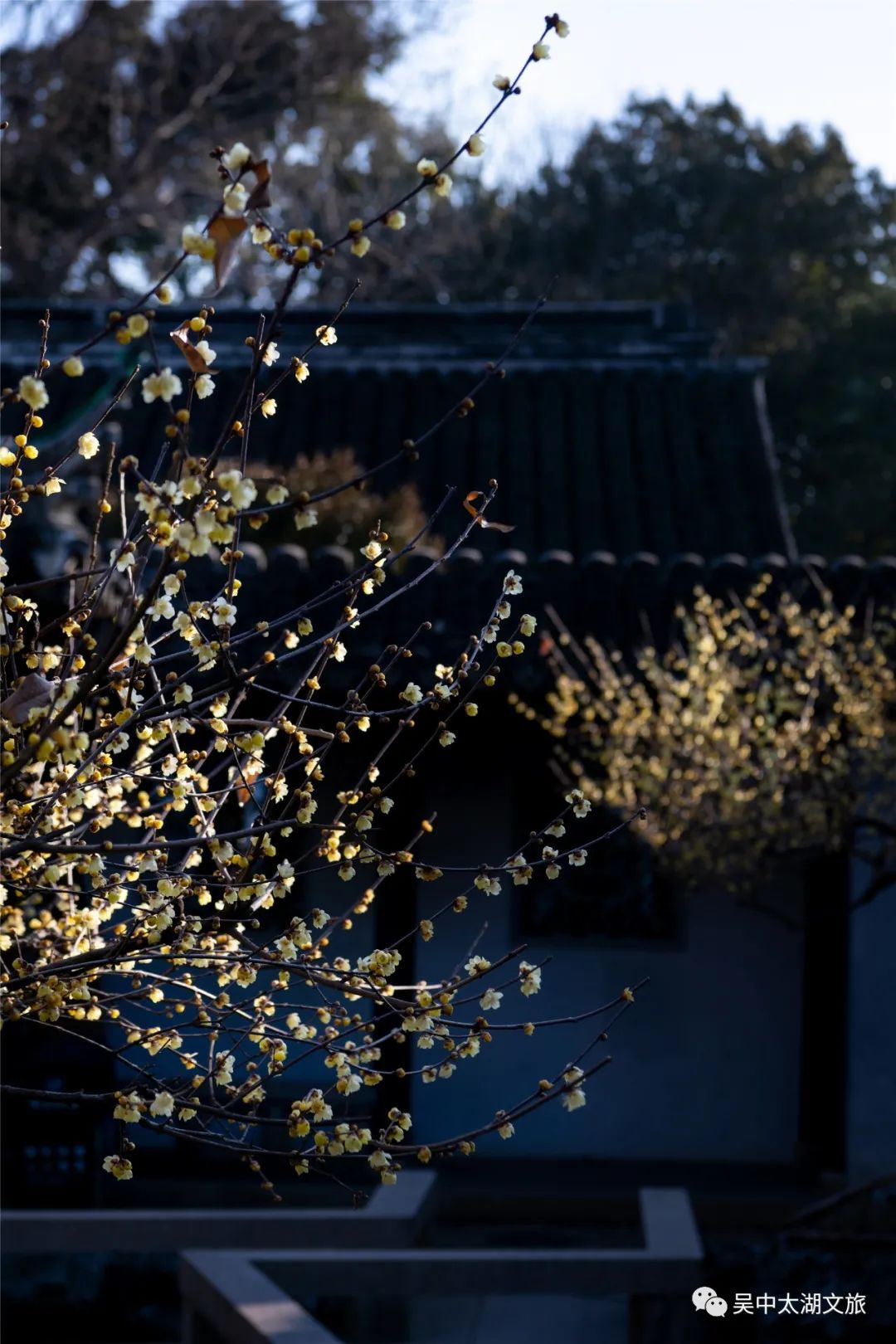 蜡梅花开，等你来赏！