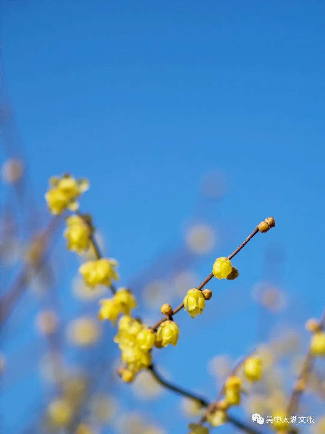 蜡梅花开，等你来赏！