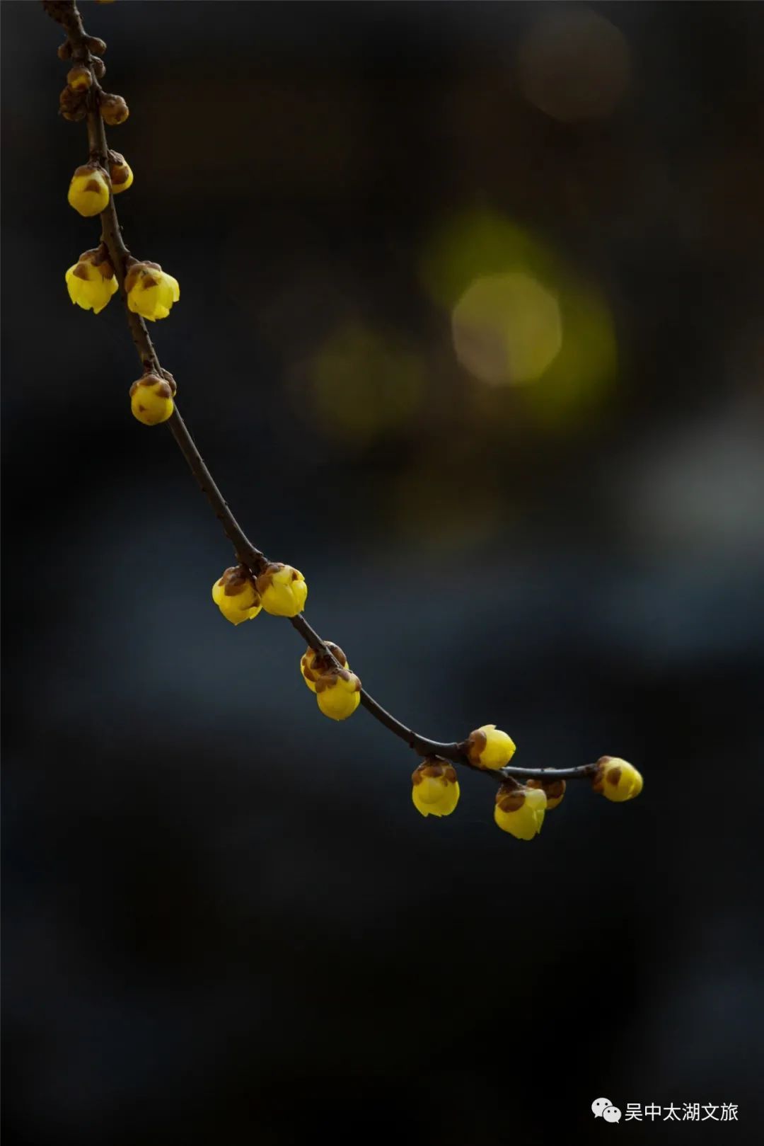 蜡梅花开，等你来赏！