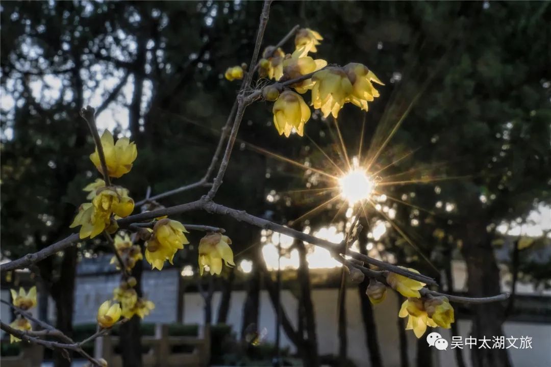 蜡梅花开，等你来赏！