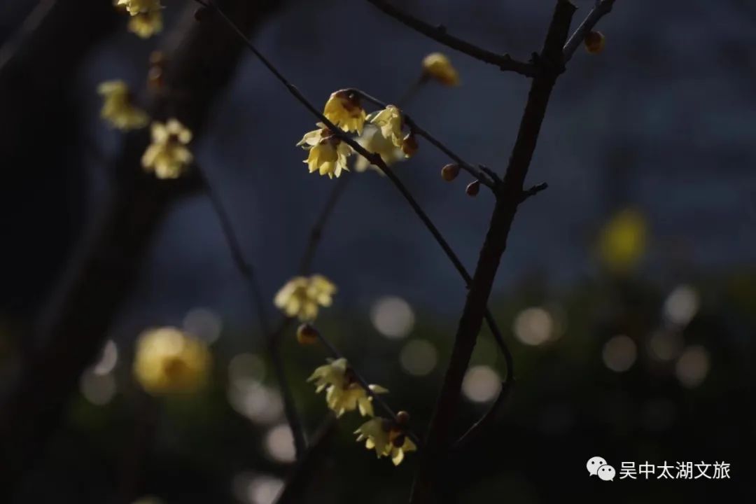 蜡梅花开，等你来赏！