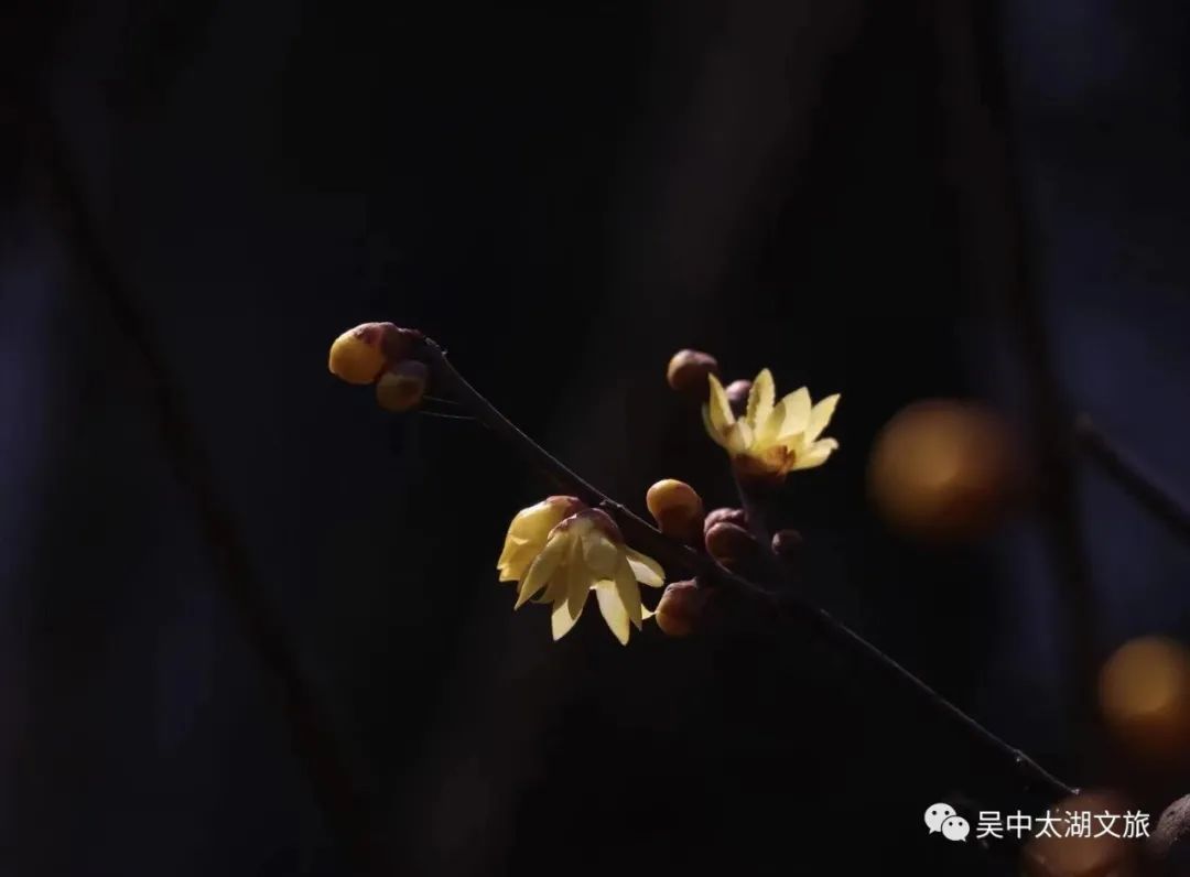 蜡梅花开，等你来赏！