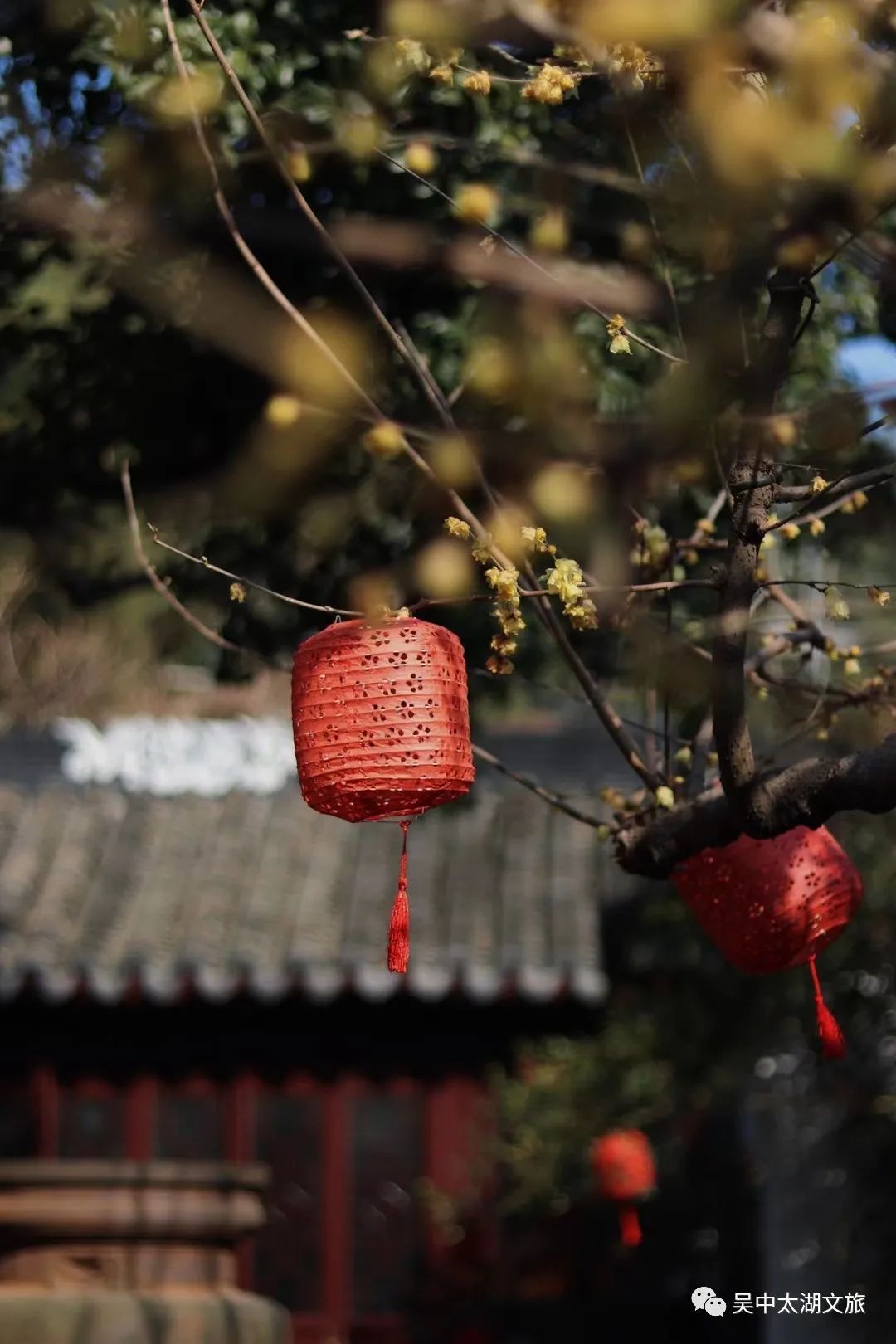 蜡梅花开，等你来赏！