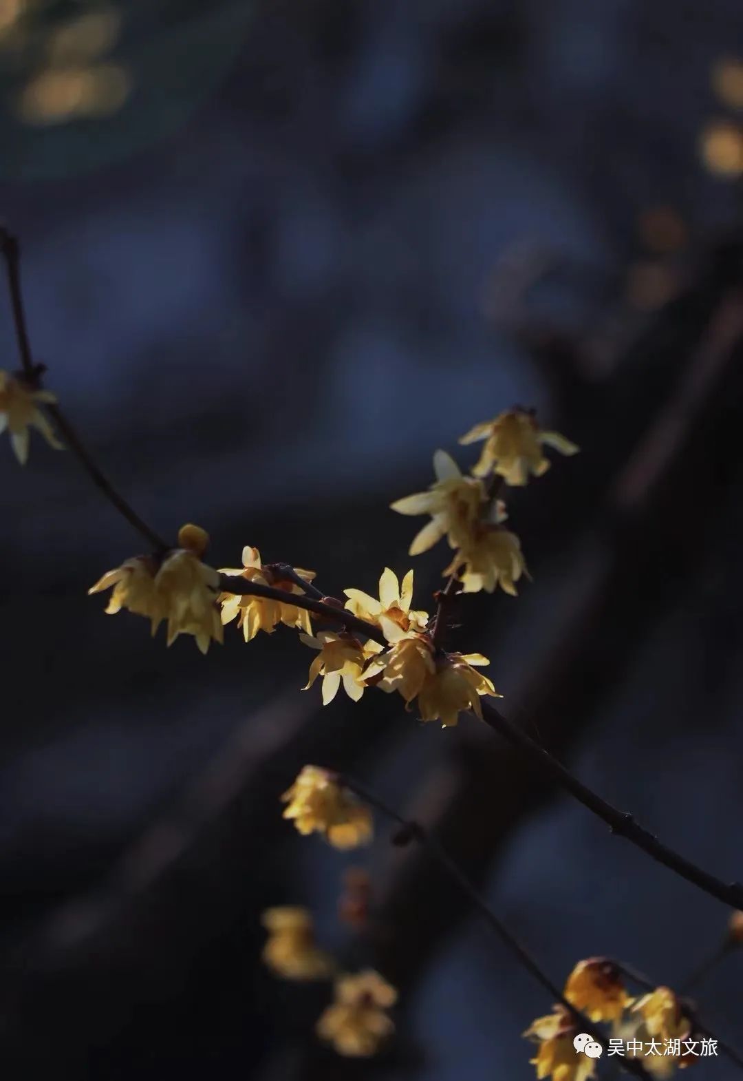 蜡梅花开，等你来赏！