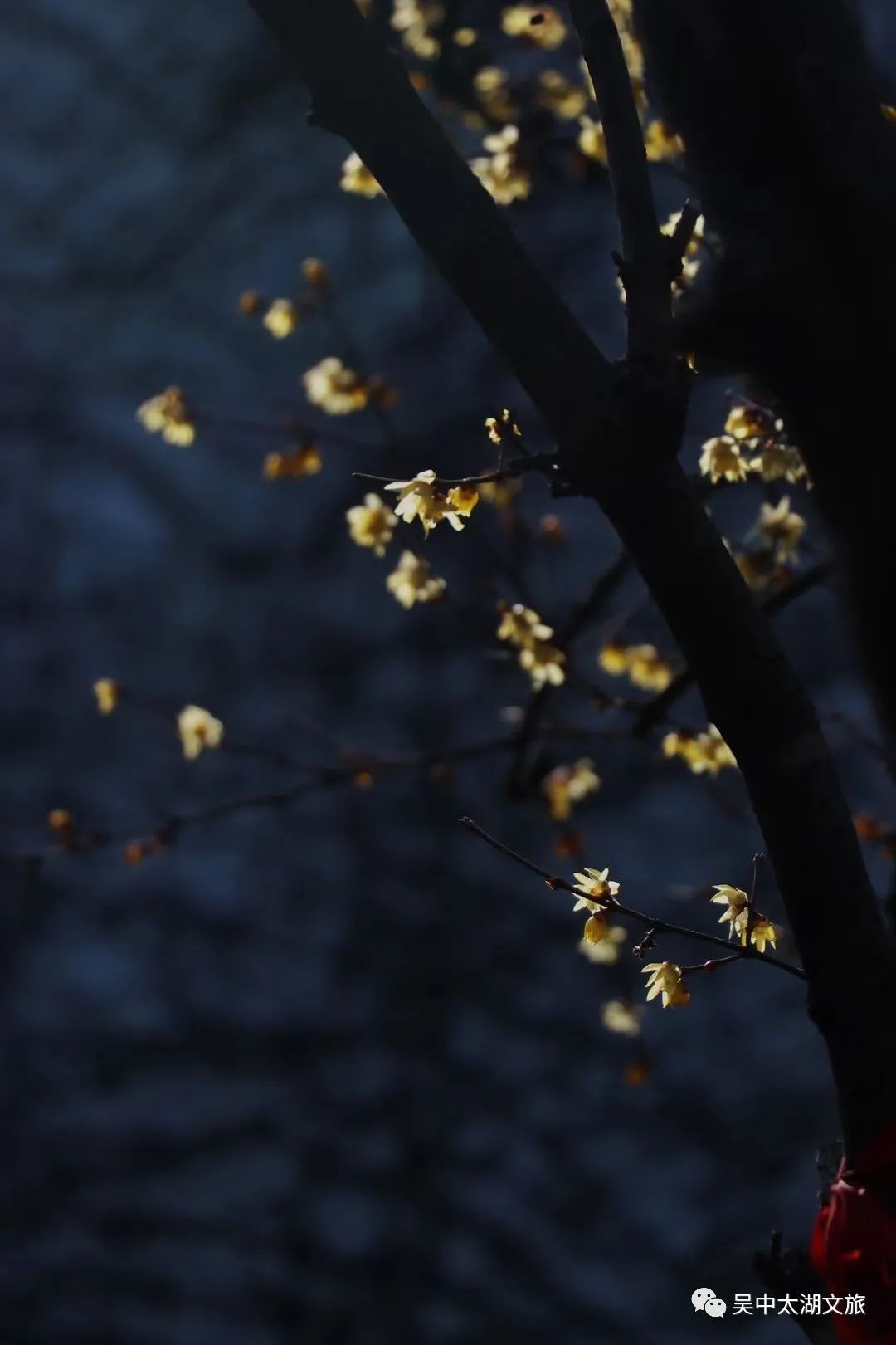 蜡梅花开，等你来赏！