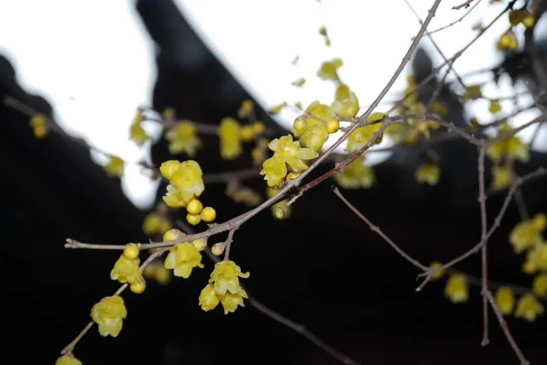 蜡梅花开，等你来赏！