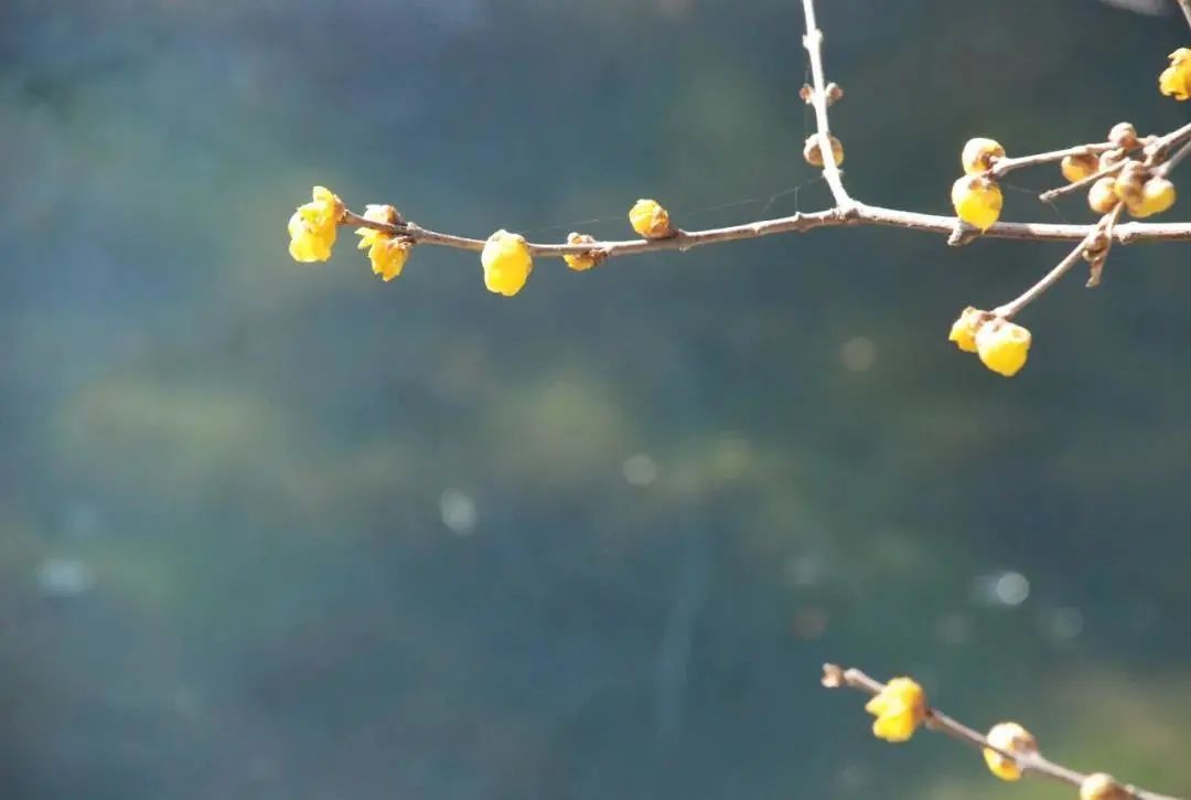 蜡梅花开，等你来赏！