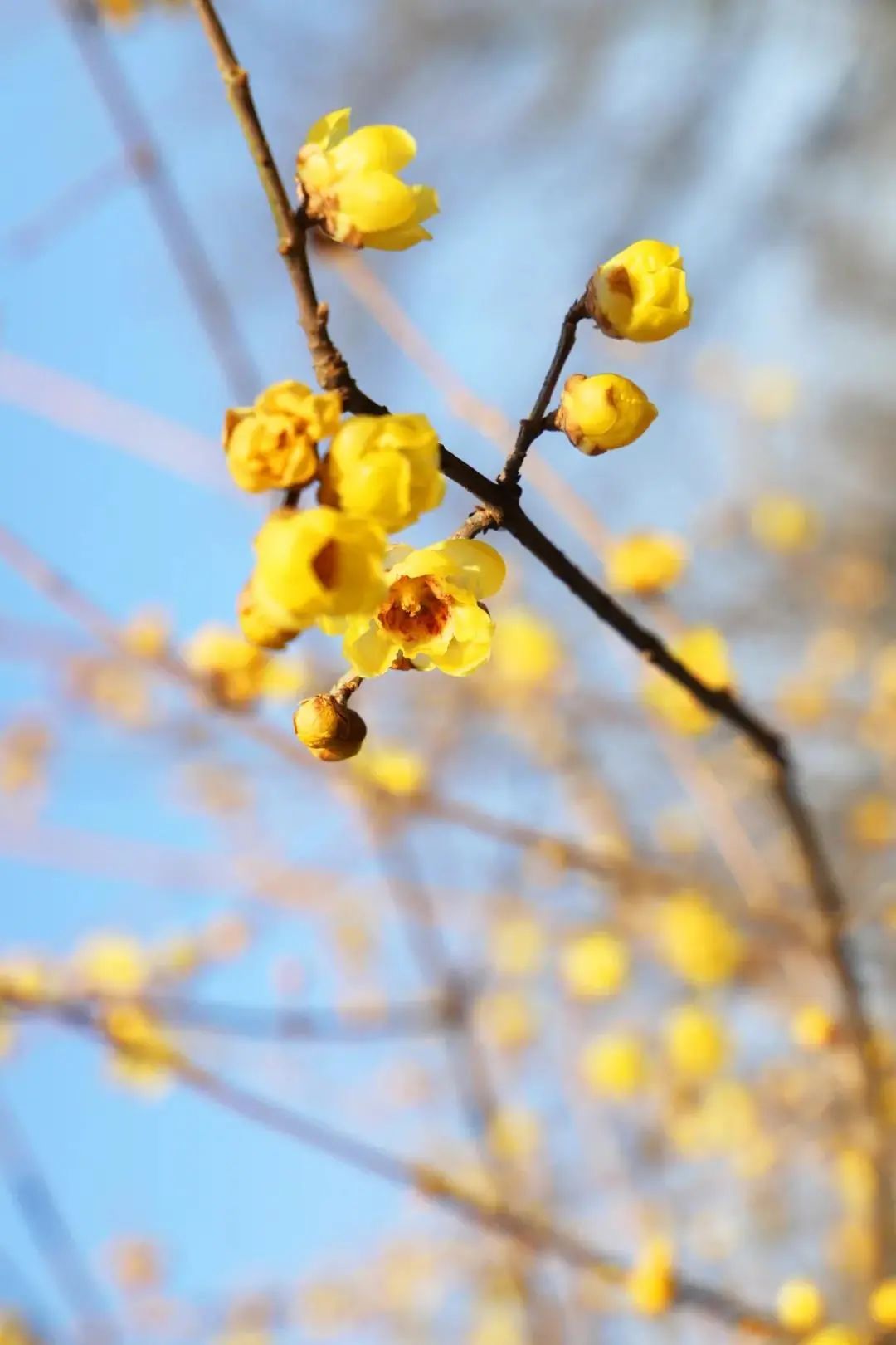 蜡梅花开，等你来赏！