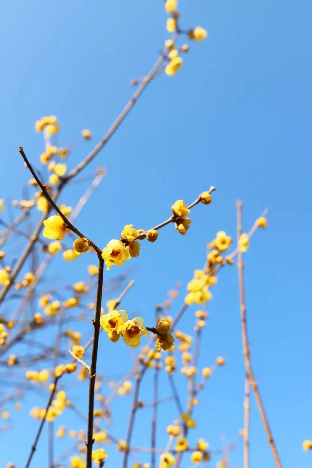 蜡梅花开，等你来赏！