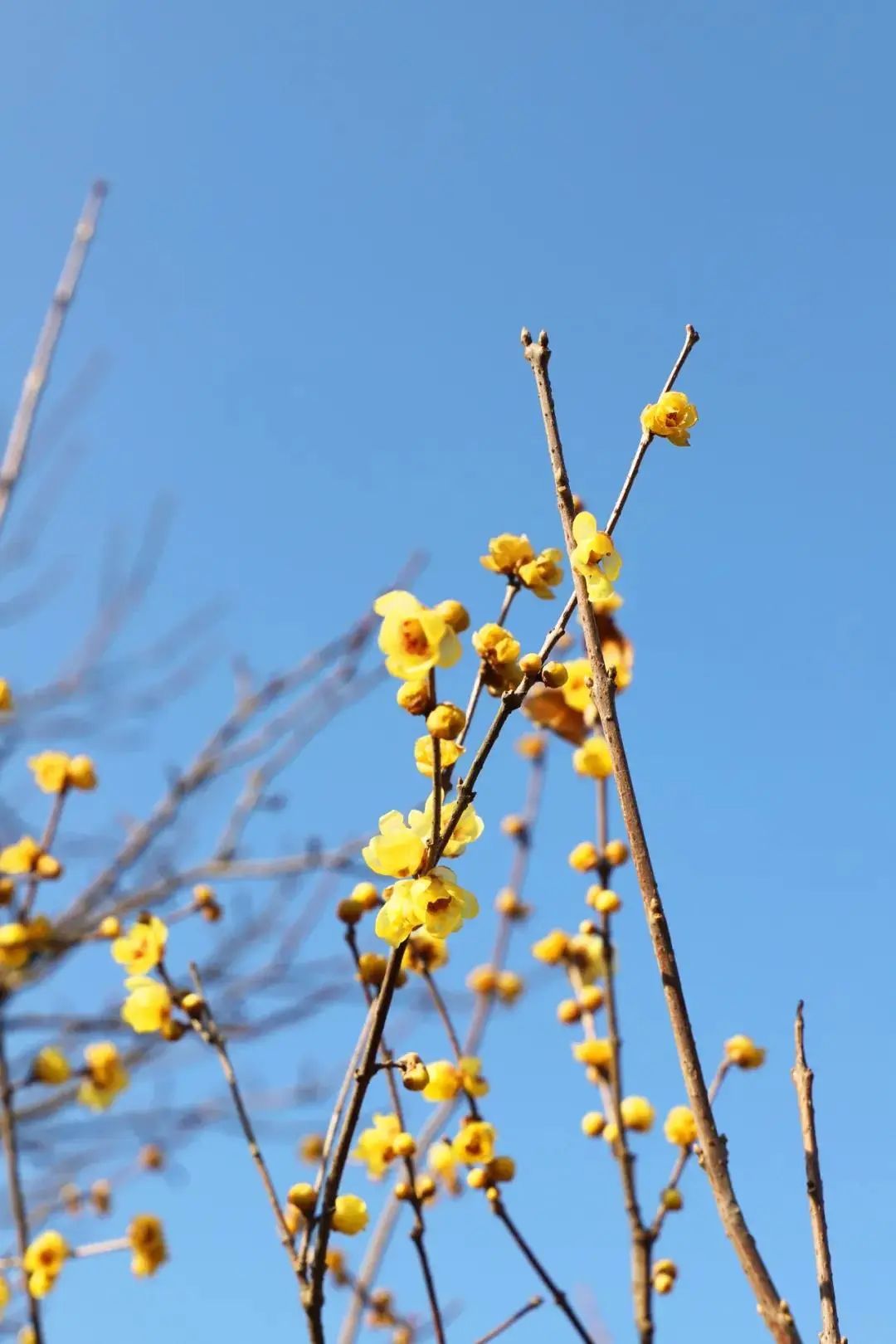 蜡梅花开，等你来赏！