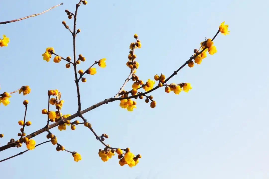 蜡梅花开，等你来赏！