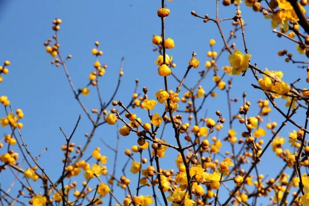 蜡梅花开，等你来赏！