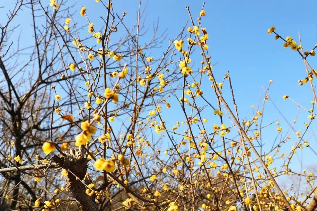 蜡梅花开，等你来赏！