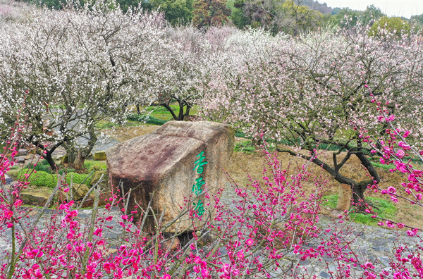 长三角梅花文化旅游节正式开启