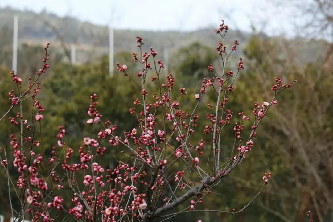 赏梅攻略！一起邂逅“梅”好时光！